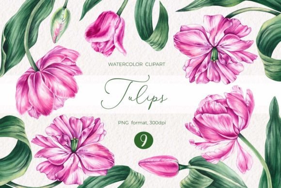 Elegant Watercolor Tulips Clipart PNG for Local Brand Illustrations